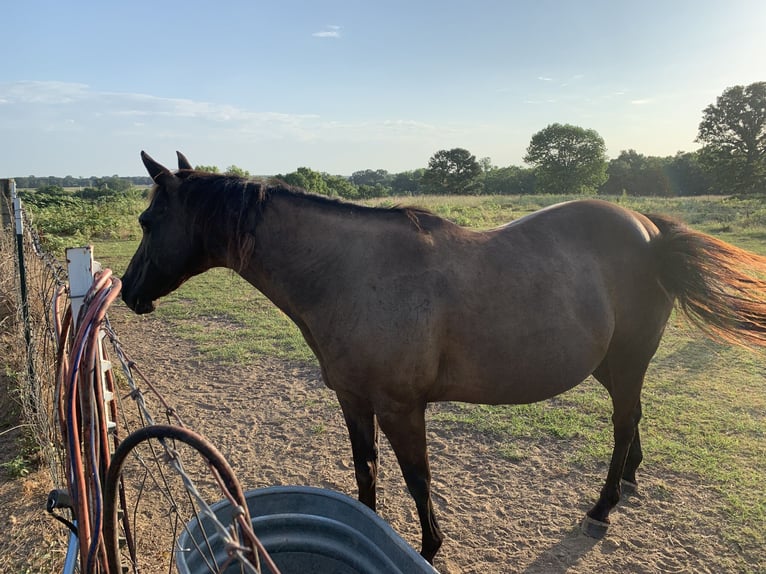 American Quarter Horse Giumenta 21 Anni 142 cm Pelle di daino in Lockesburg