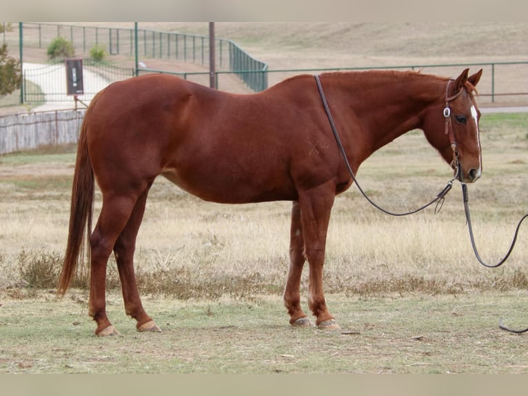 American Quarter Horse Giumenta 21 Anni 145 cm Sauro ciliegia in weatherford TX