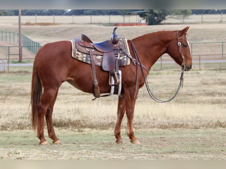American Quarter Horse Giumenta 21 Anni 145 cm Sauro ciliegia in weatherford TX
