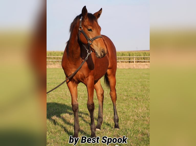 American Quarter Horse Giumenta 21 Anni 150 cm Baio in Borgentreich