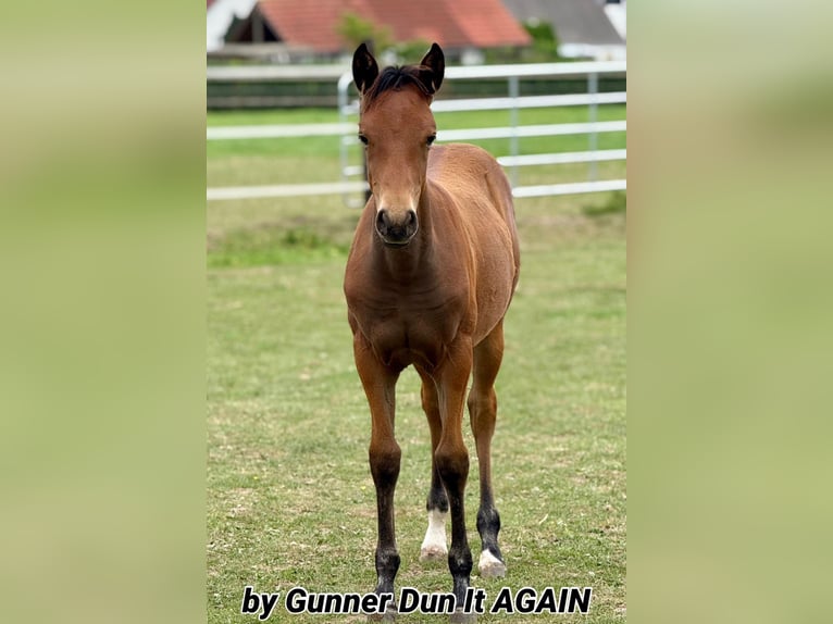 American Quarter Horse Giumenta 21 Anni 150 cm Baio in Borgentreich