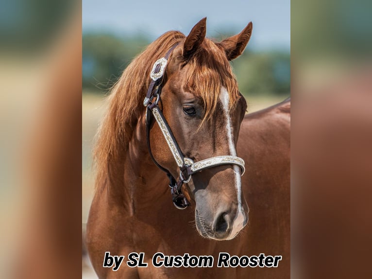 American Quarter Horse Giumenta 21 Anni 150 cm Baio in Borgentreich