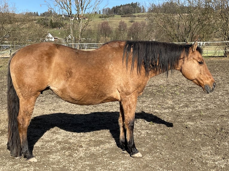 American Quarter Horse Giumenta 21 Anni 152 cm Falbo in Deggenhausertal