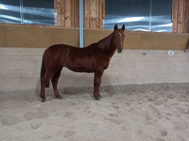 American Quarter Horse Giumenta 21 Anni 153 cm in Völkermarkt