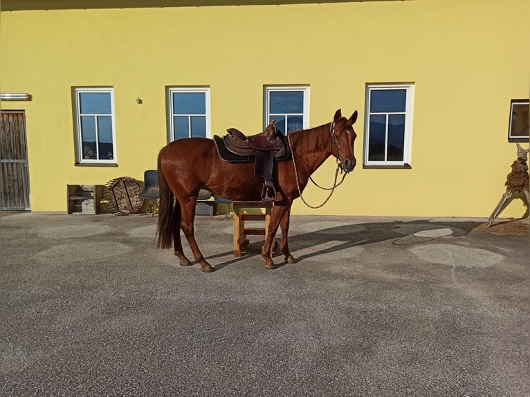 American Quarter Horse Giumenta 21 Anni 153 cm in Völkermarkt