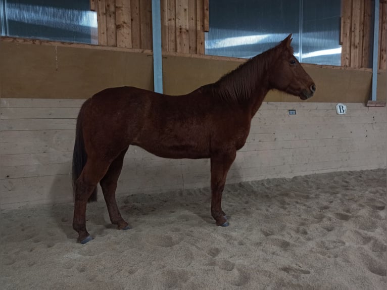 American Quarter Horse Giumenta 21 Anni 153 cm in Völkermarkt