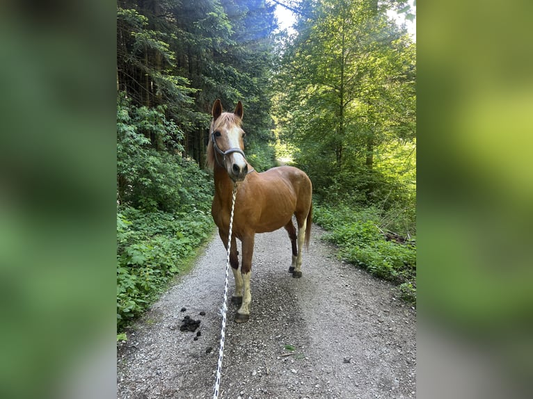 American Quarter Horse Mix Giumenta 21 Anni Pezzato in Reith im Alpbachtal