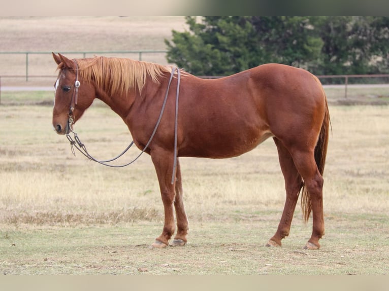 American Quarter Horse Giumenta 22 Anni 145 cm Sauro ciliegia in weatherford TX