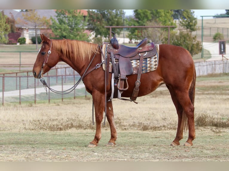 American Quarter Horse Giumenta 22 Anni 145 cm Sauro ciliegia in weatherford TX