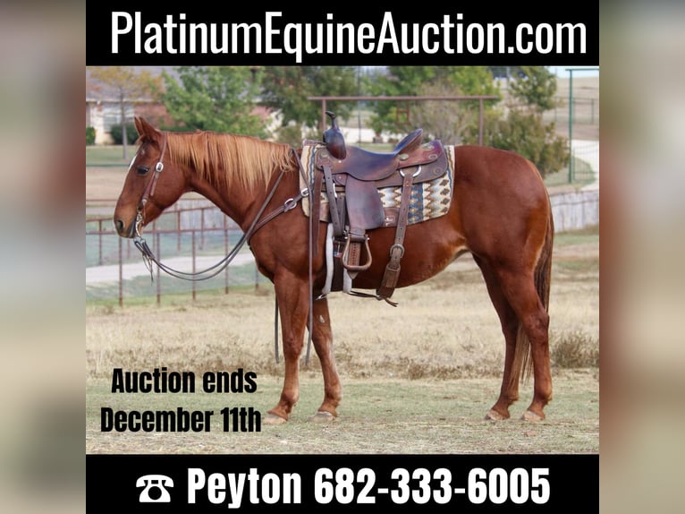 American Quarter Horse Giumenta 22 Anni 145 cm Sauro ciliegia in weatherford TX