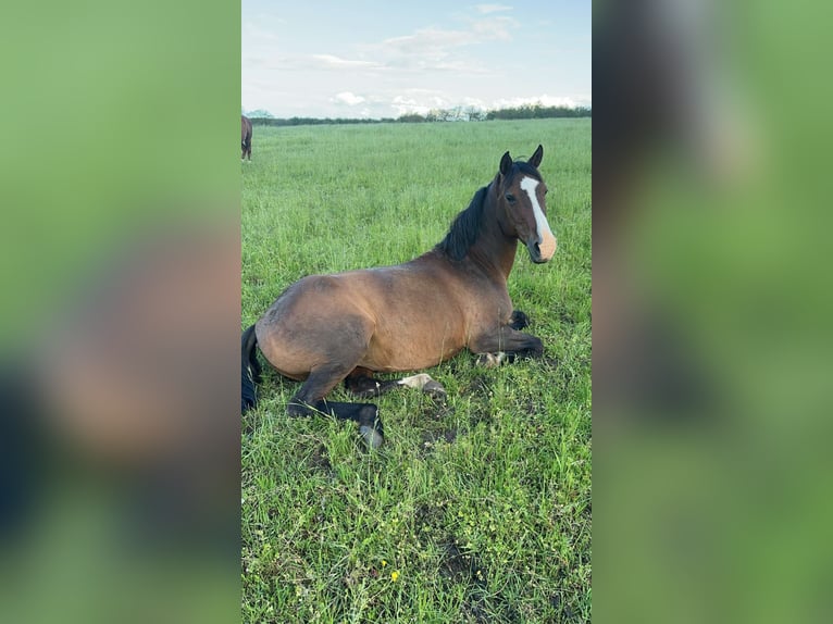 American Quarter Horse Mix Giumenta 22 Anni 149 cm Baio in Saint-Étienne