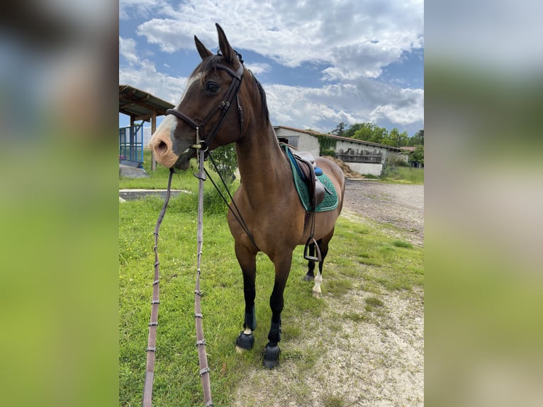 American Quarter Horse Mix Giumenta 22 Anni 149 cm Baio in Saint-Étienne