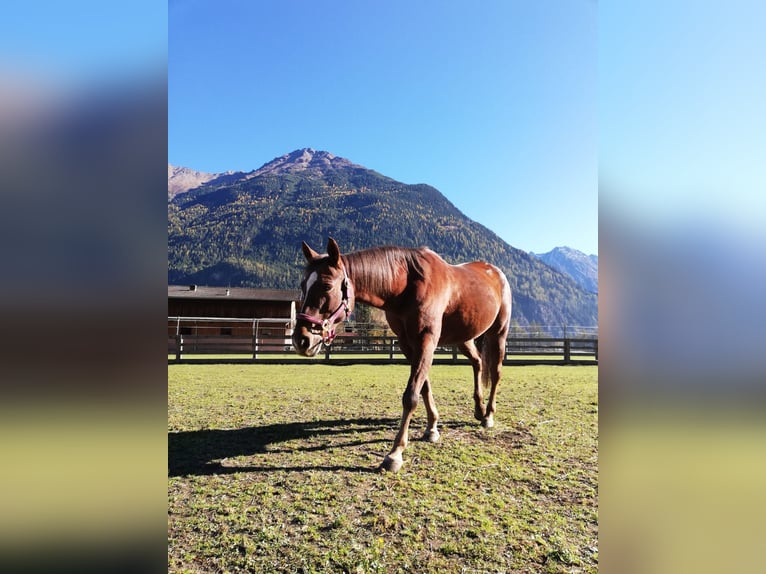 American Quarter Horse Giumenta 22 Anni 155 cm Baio in Längenfeld