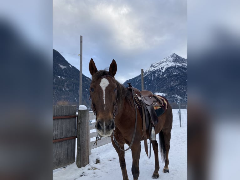 American Quarter Horse Giumenta 22 Anni 155 cm Baio in Längenfeld