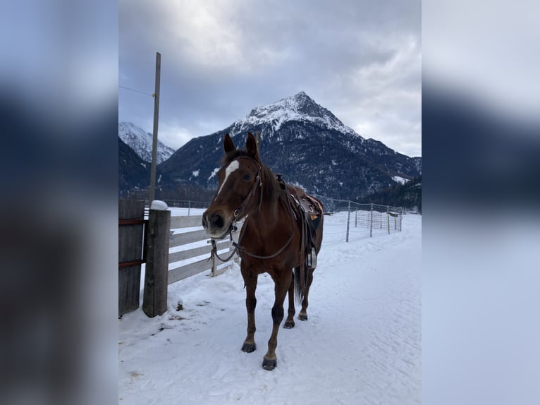 American Quarter Horse Giumenta 22 Anni 155 cm Baio in Längenfeld