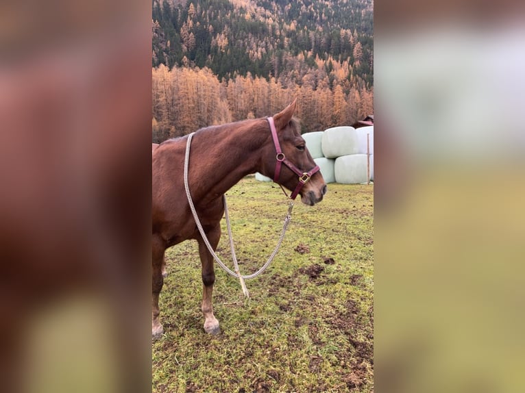 American Quarter Horse Giumenta 22 Anni 155 cm Baio in Längenfeld