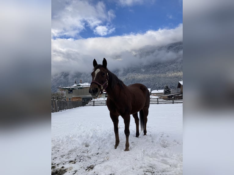 American Quarter Horse Giumenta 22 Anni 155 cm Baio in Längenfeld