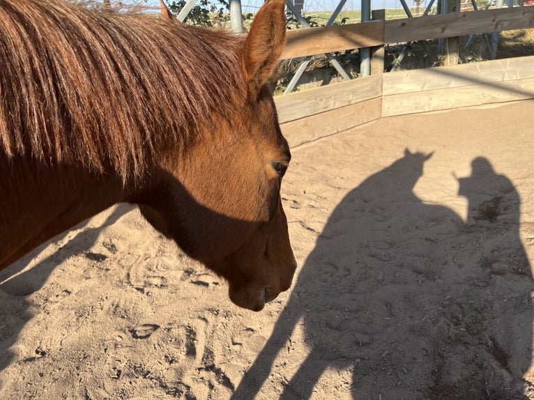 American Quarter Horse Giumenta 22 Anni Sauro ciliegia in Rastatt