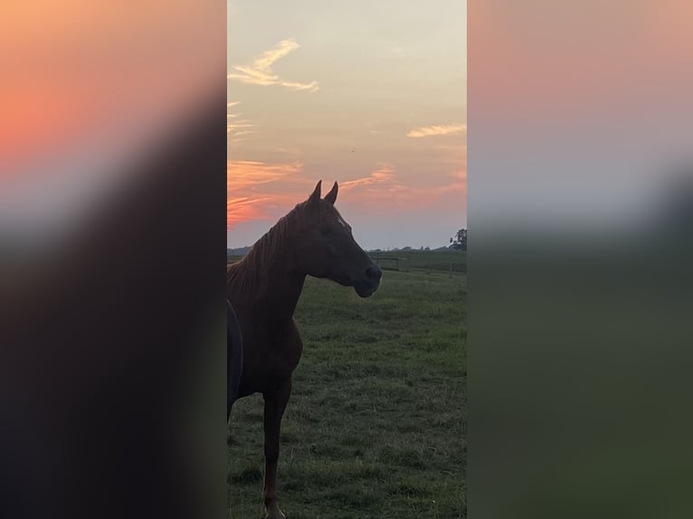 American Quarter Horse Mix Giumenta 24 Anni 150 cm Sauro ciliegia in Shelby