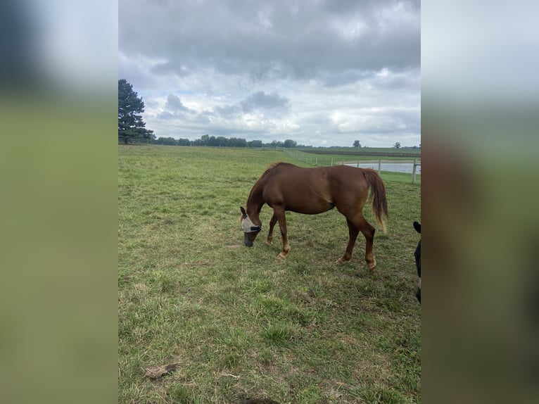 American Quarter Horse Mix Giumenta 24 Anni 150 cm Sauro ciliegia in Shelby