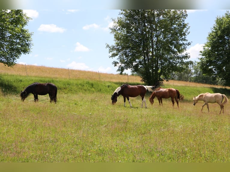 American Quarter Horse Giumenta 26 Anni in Aichhalden