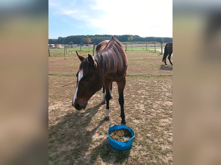 American Quarter Horse Giumenta 28 Anni 154 cm Baio in Oesdorf