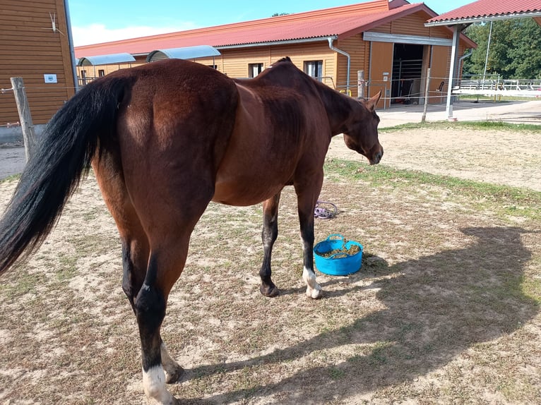 American Quarter Horse Giumenta 28 Anni 154 cm Baio in Oesdorf