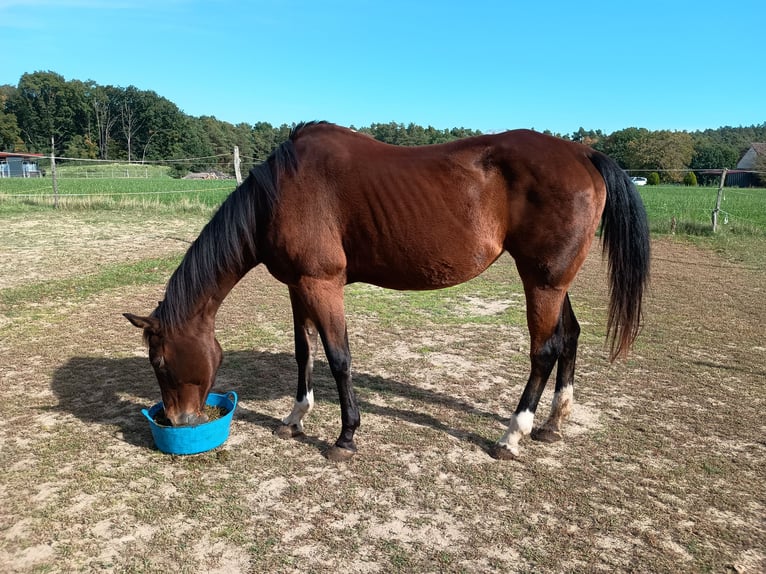 American Quarter Horse Giumenta 28 Anni 154 cm Baio in Oesdorf