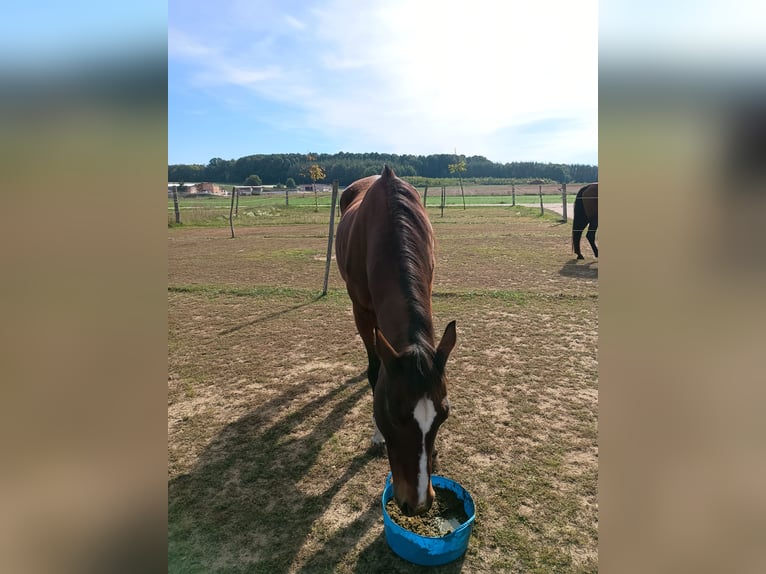 American Quarter Horse Giumenta 28 Anni 154 cm Baio in Oesdorf