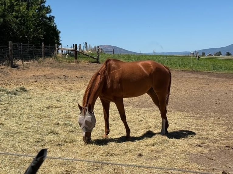 American Quarter Horse Giumenta 28 Anni Sauro ciliegia in Mcarthur