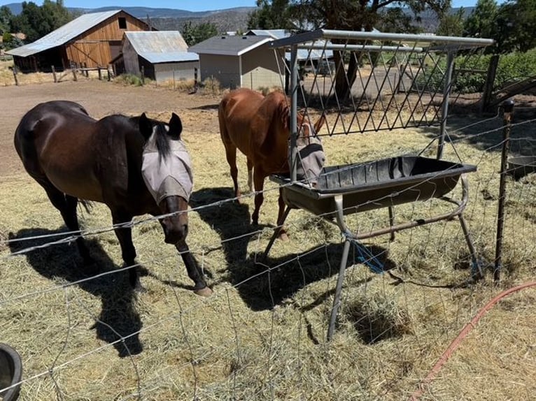 American Quarter Horse Giumenta 28 Anni Sauro ciliegia in Mcarthur
