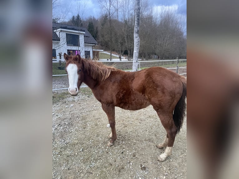 American Quarter Horse Giumenta 2 Anni 130 cm Baio ciliegia in Sentvid pri sticni