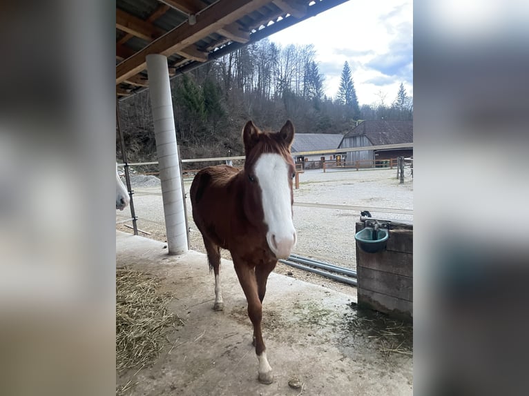 American Quarter Horse Giumenta 2 Anni 130 cm Baio ciliegia in Sentvid pri sticni