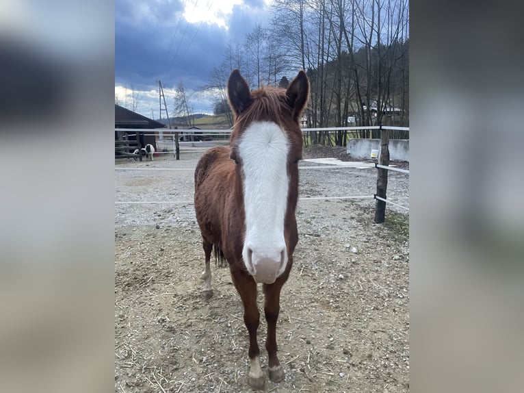 American Quarter Horse Giumenta 2 Anni 130 cm Baio ciliegia in Sentvid pri sticni