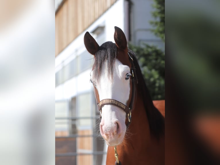 American Quarter Horse Giumenta 2 Anni 130 cm Baio scuro in Brixem