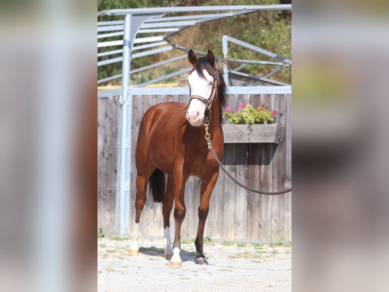 American Quarter Horse Giumenta 2 Anni 130 cm Baio scuro in Brixem