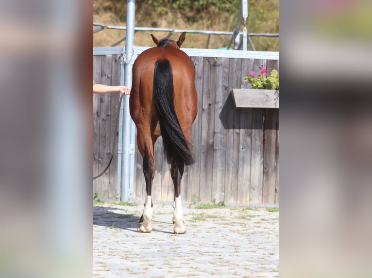 American Quarter Horse Giumenta 2 Anni 130 cm Baio scuro in Brixem