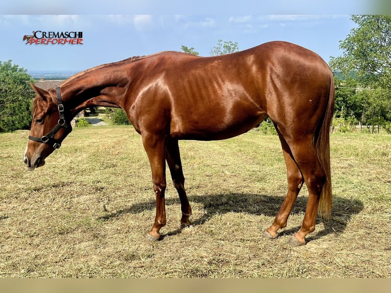American Quarter Horse Giumenta 2 Anni 135 cm Sauro ciliegia in Fidenza