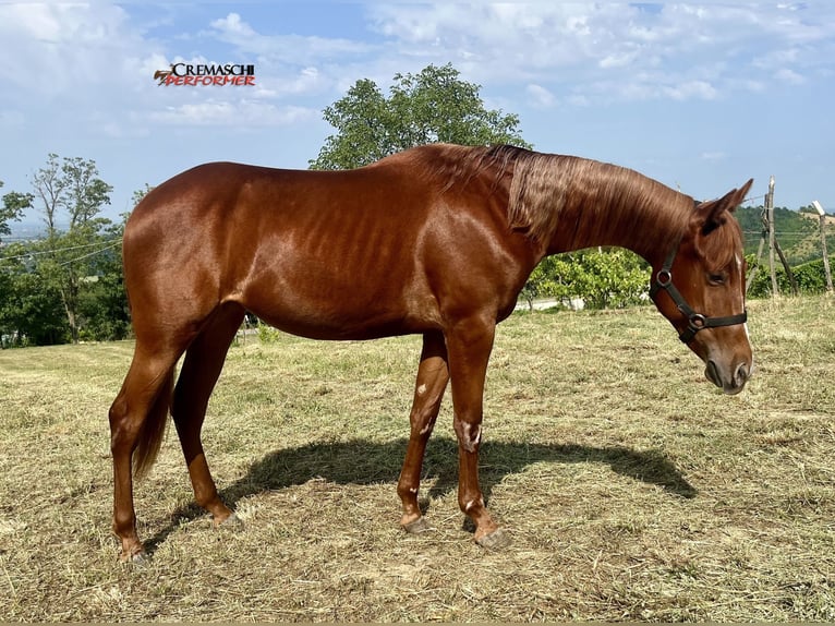 American Quarter Horse Giumenta 2 Anni 135 cm Sauro ciliegia in Fidenza