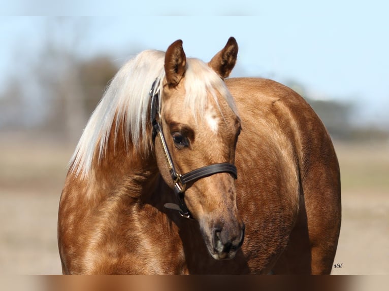 American Quarter Horse Giumenta 2 Anni 137 cm Palomino in Whitesboro