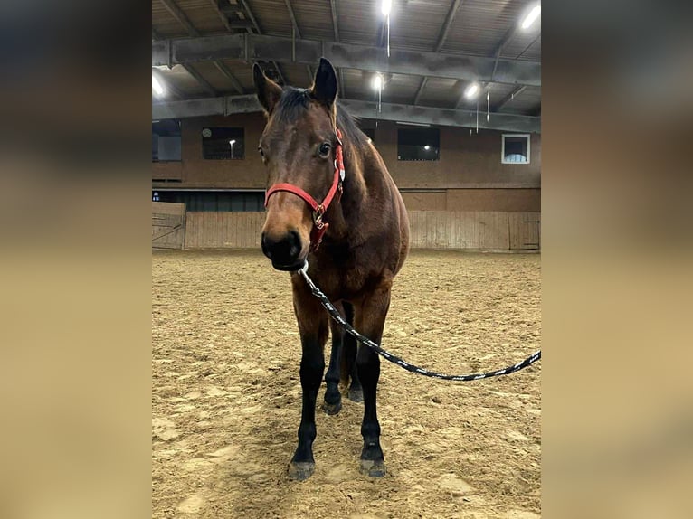 American Quarter Horse Giumenta 2 Anni 140 cm Baio in Duvensee