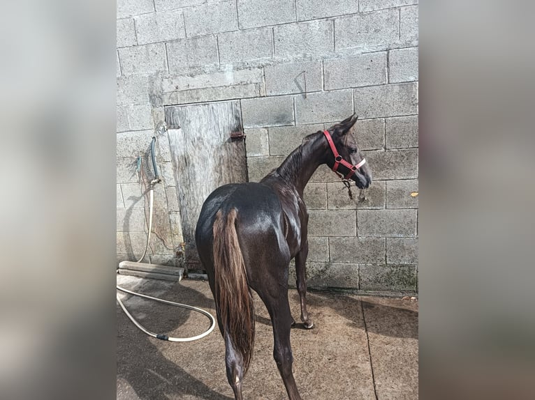 American Quarter Horse Giumenta 2 Anni 140 cm Baio scuro in Tomiño