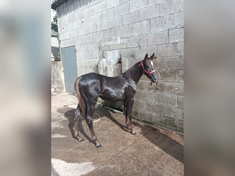 American Quarter Horse Giumenta 2 Anni 140 cm Baio scuro in Tomiño