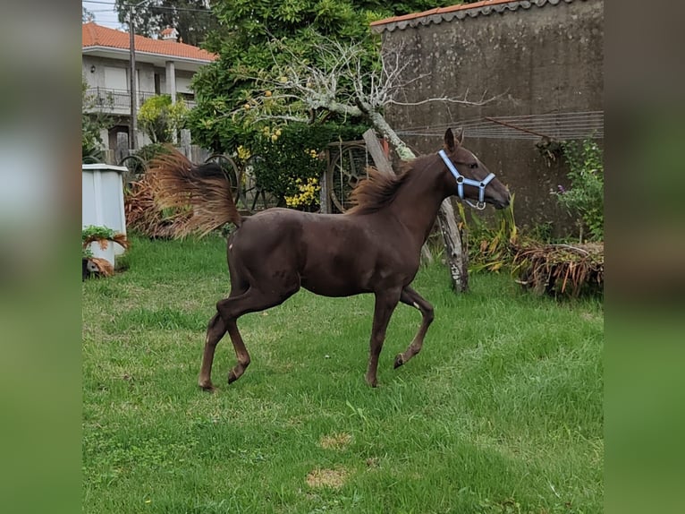 American Quarter Horse Giumenta 2 Anni 140 cm Baio scuro in Tomiño