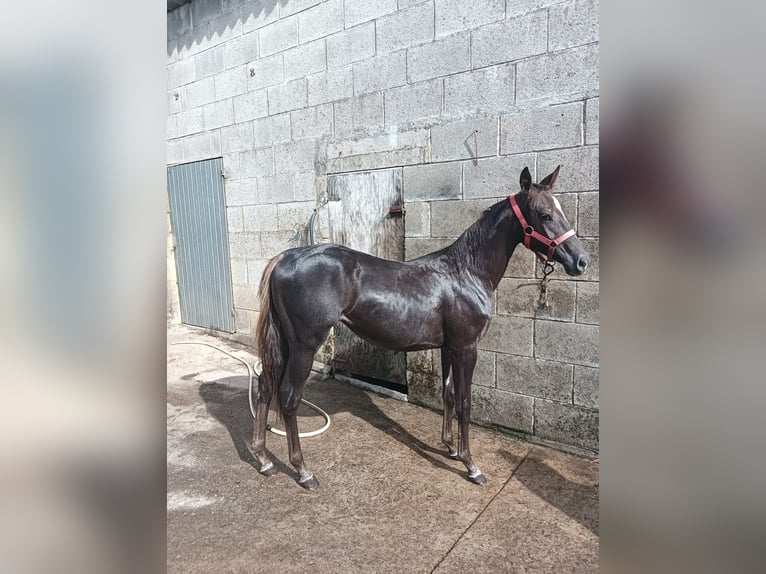 American Quarter Horse Giumenta 2 Anni 140 cm Baio scuro in Tomiño