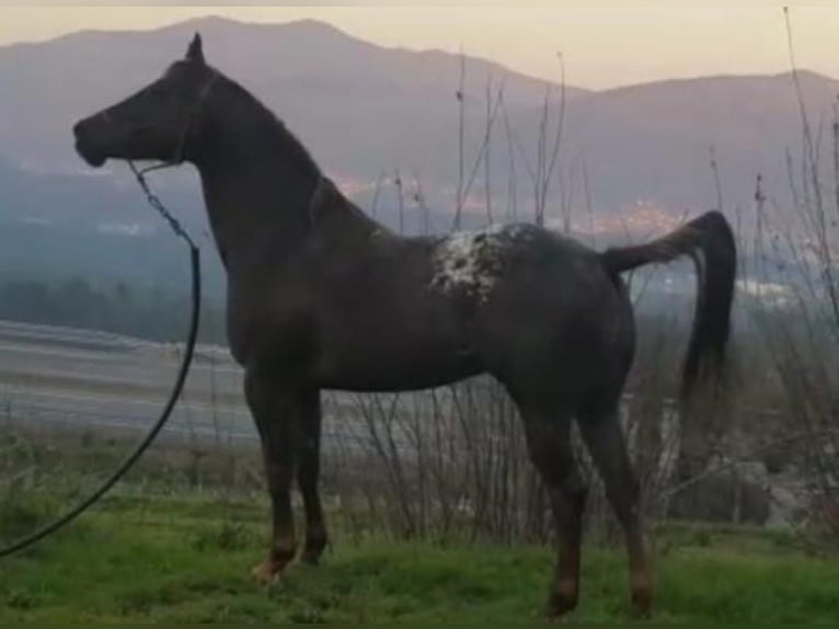 American Quarter Horse Giumenta 2 Anni 140 cm Baio scuro in Tomiño