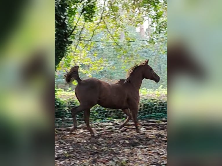 American Quarter Horse Giumenta 2 Anni 140 cm Baio scuro in Tomiño