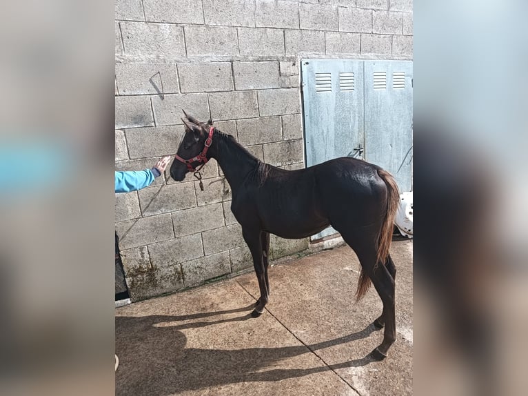 American Quarter Horse Giumenta 2 Anni 140 cm Baio scuro in Tomiño