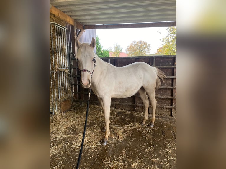 American Quarter Horse Giumenta 2 Anni 140 cm Palomino in Anderlingen