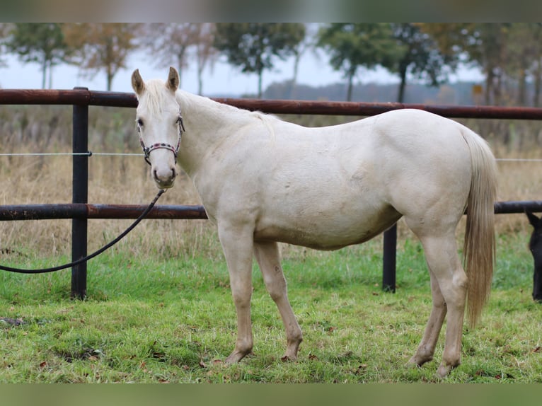 American Quarter Horse Giumenta 2 Anni 140 cm Palomino in Anderlingen